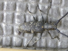 Monochamus subfasciatus