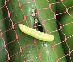 Spodoptera exigua