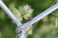 Phidippus