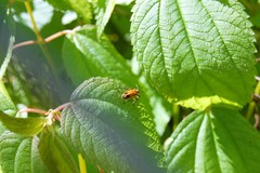 Chauliognathus marginatus