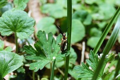 Chauliognathus marginatus