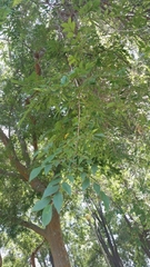 Ulmus parvifolia