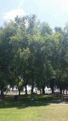 Ulmus parvifolia