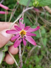 Passiflora hyacinthiflora