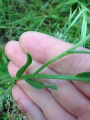 Amsinckia lycopsoides