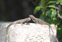Sceloporus occidentalis