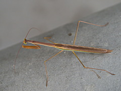Tenodera blanchardi
