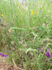 Amsinckia lycopsoides