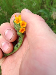 Amsinckia lycopsoides