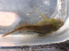 Oligocottus maculosus