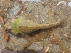 Oligocottus maculosus