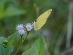 Eurema blanda