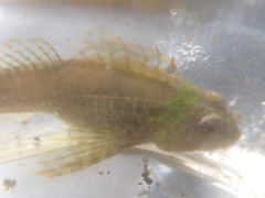 Oligocottus maculosus