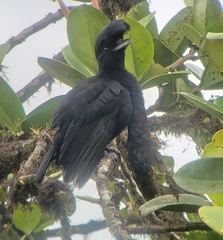 Cephalopterus penduliger