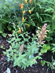 Agastache rupestris