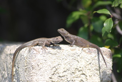 Sceloporus occidentalis