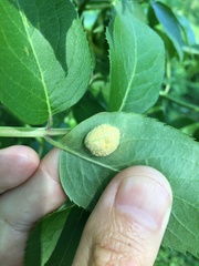 Puccinia sambuci