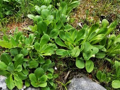Primula auricula