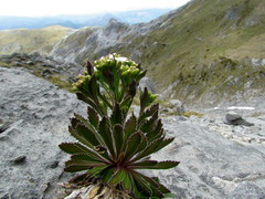 Pachycladon latisiliquum
