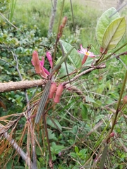 Passiflora hyacinthiflora