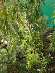 Leonurus glaucescens