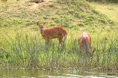 Tragelaphus scriptus bor