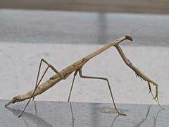 Archimantis armata