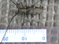 Monochamus subfasciatus