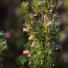 Brachyloma ericoides