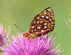 Speyeria coronis halcyone