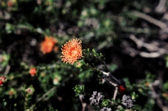 Melaleuca beaufortioides