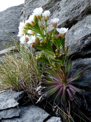 Pachycladon latisiliquum