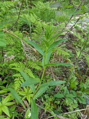 Hieracium umbellatum umbellatum