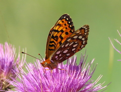 Speyeria coronis halcyone