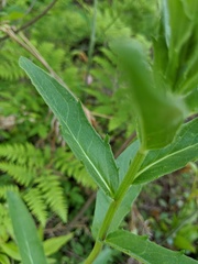 Hieracium umbellatum umbellatum