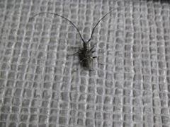 Monochamus subfasciatus