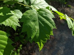 Crataegus macrosperma