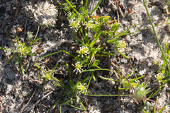 Millotia muelleri