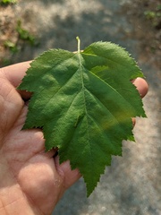 Crataegus macrosperma