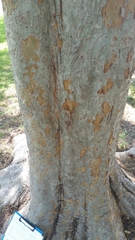 Ulmus parvifolia