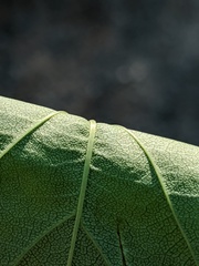 Crataegus macrosperma