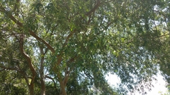 Ulmus parvifolia