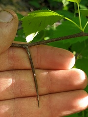 Crataegus macrosperma