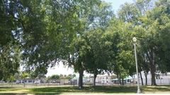 Ulmus parvifolia