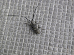 Monochamus subfasciatus