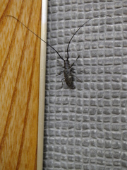 Monochamus subfasciatus