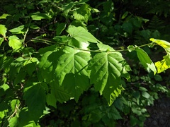 Crataegus macrosperma