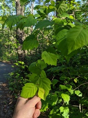 Crataegus macrosperma