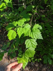 Crataegus macrosperma