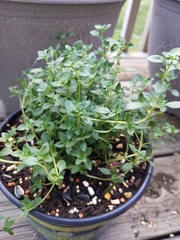Thymus × citriodorus